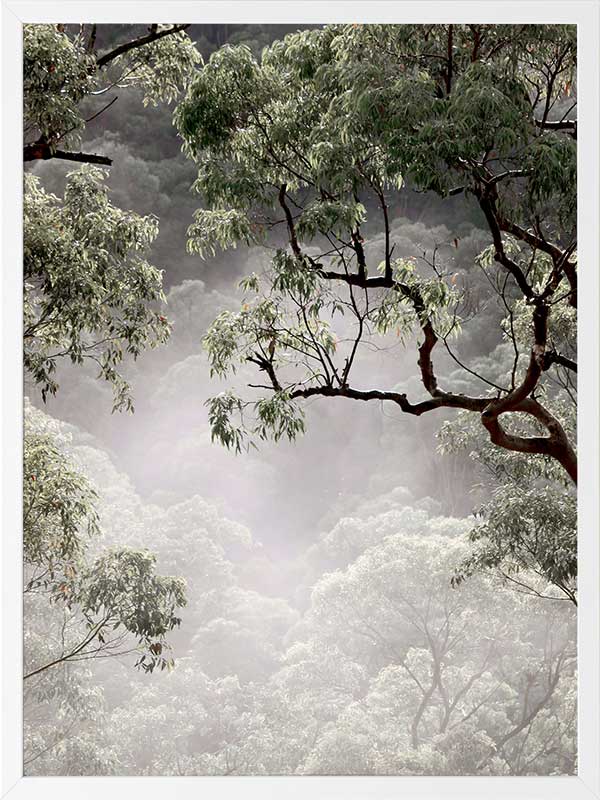 Misty Gum Trees Poster Framed Art Print