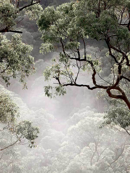 Misty Gum Trees Poster