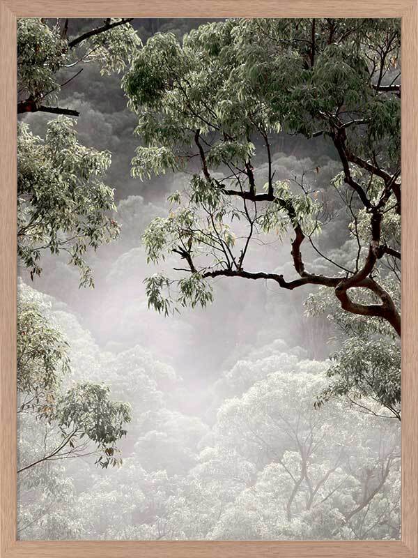 Misty Gum Trees Poster