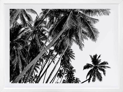 Black and White Palms Poster