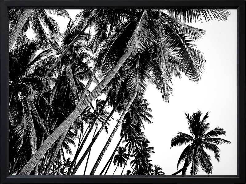 Black and White Palms Poster