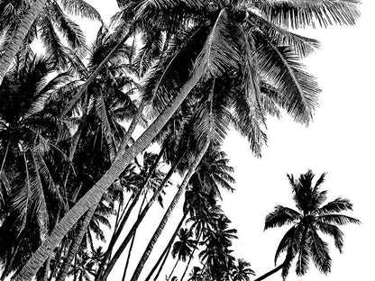 Black and White Palms Poster