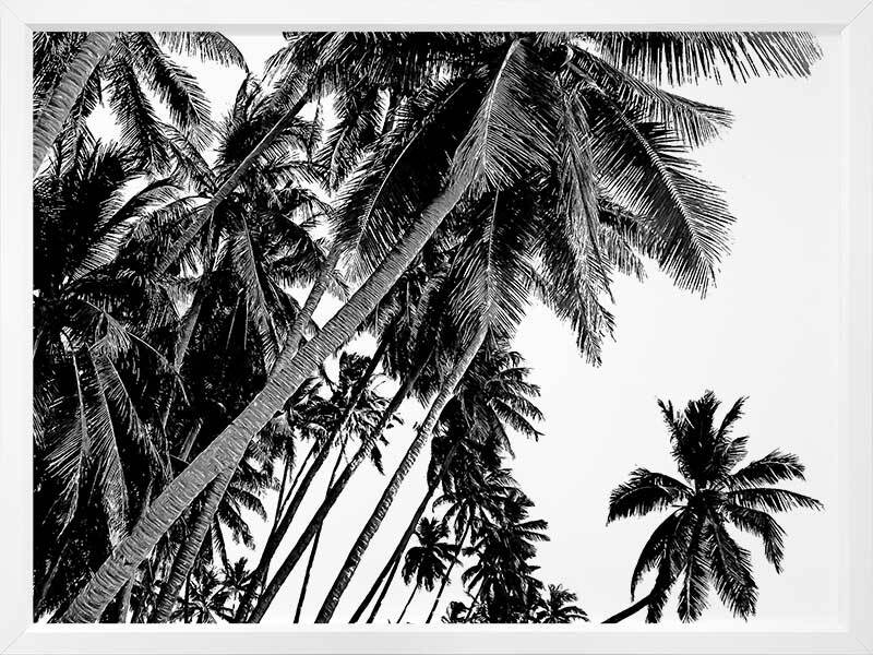 Black and White Palms Poster