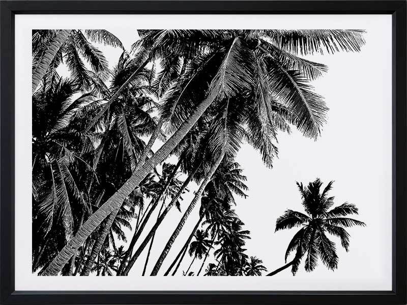 Black and White Palms Poster