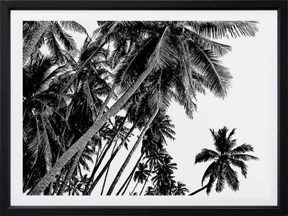 Black and White Palms Poster