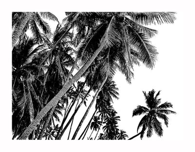 The Black and White Palms Unframed Art Print by Urban Road features soaring trunks and spiky fronds clustered against a radiant sky, creating dramatic, tropical vibes with bold contrast and striking patterns.
