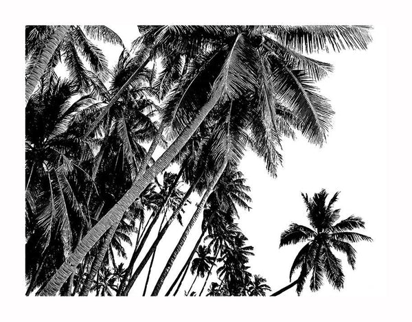 The Black and White Palms Unframed Art Print by Urban Road features soaring trunks and spiky fronds clustered against a radiant sky, creating dramatic, tropical vibes with bold contrast and striking patterns.