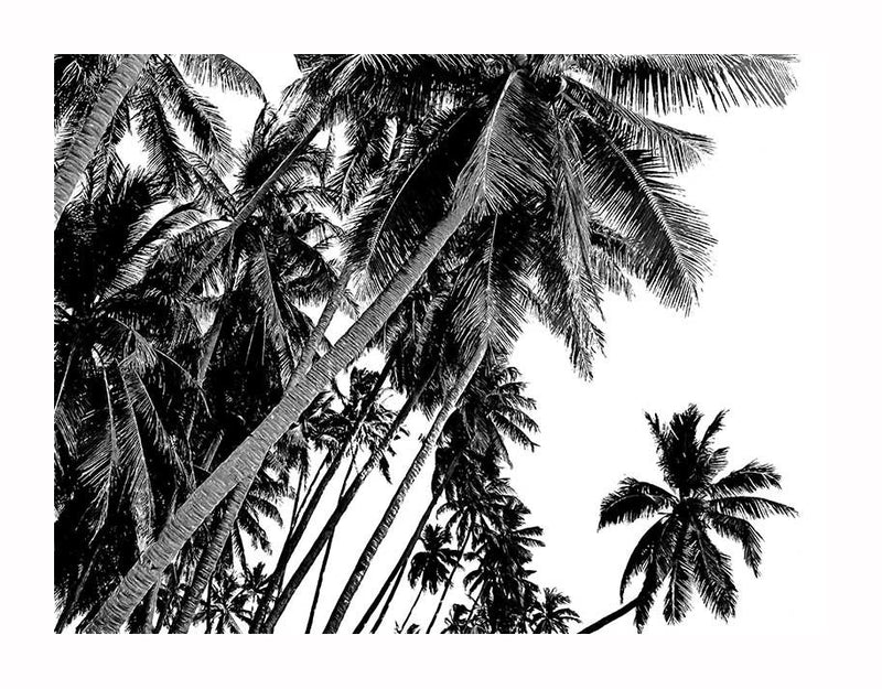 The Black and White Palms Unframed Art Print by Urban Road features soaring trunks and spiky fronds clustered against a radiant sky, creating dramatic, tropical vibes with bold contrast and striking patterns.