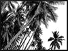 Black and White Palms Canvas Art Print