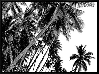 Black and White Palms Canvas Art Print