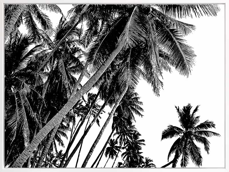 Black and White Palms Canvas Art Print