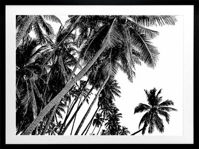 Black and White Palms Poster Framed Art Print