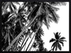 Black and White Palms Poster Framed Art Print