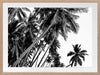 Black and White Palms Poster Framed Art Print