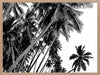 Black and White Palms Poster Framed Art Print