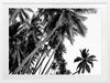 Black and White Palms Poster Framed Art Print