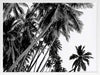 Black and White Palms Poster Framed Art Print