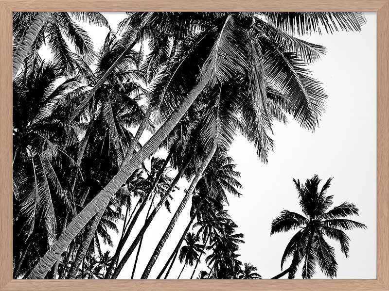 Black and White Palms Poster