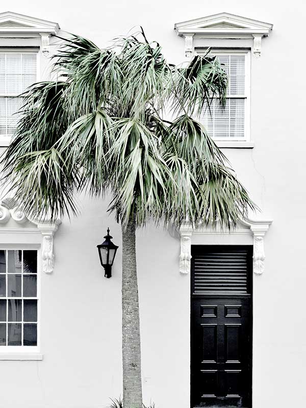 Palm Street Canvas Art Print