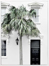 Palm Street Canvas Art Print