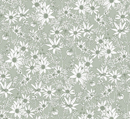 Flannel Flowers Wallpaper