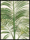 Areca Palm II Canvas Art Print
