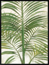 Areca Palm II Canvas Art Print