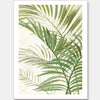 Areca Palm I Unframed Art Print