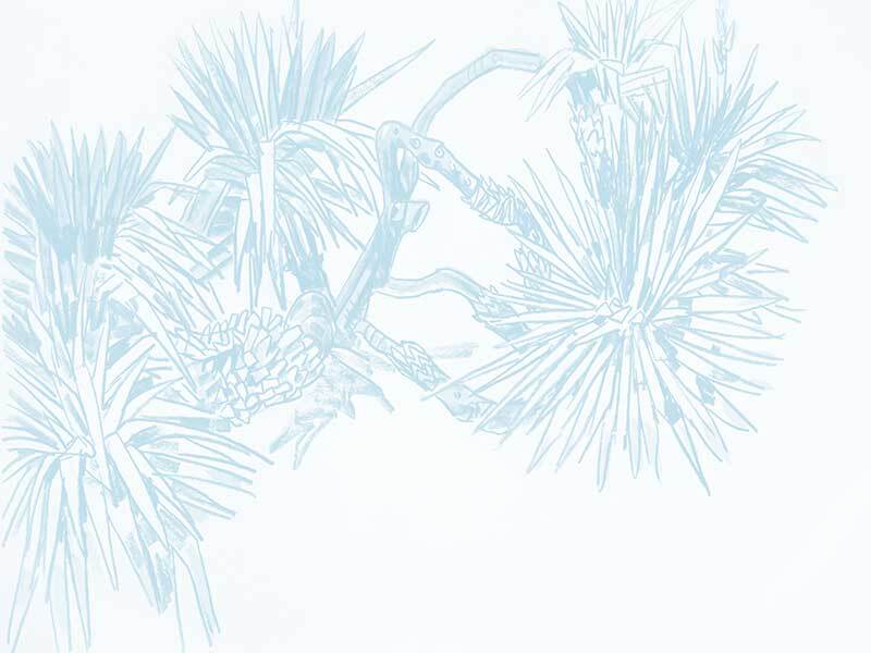 Pandan Sketch Wallpaper Mural