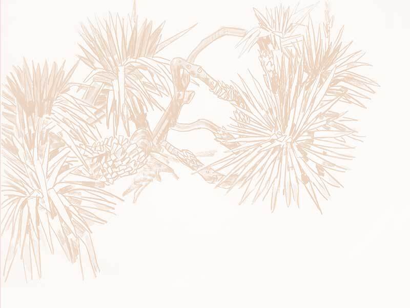 Pandan Sketch Wallpaper Mural