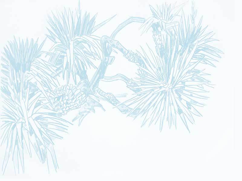 Pandan Sketch Wallpaper Mural