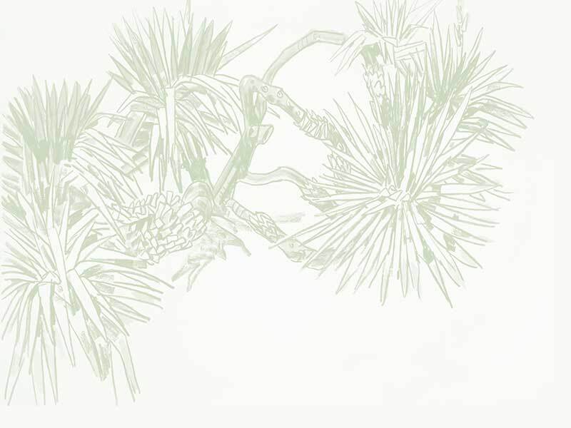 Pandan Sketch Wallpaper Mural