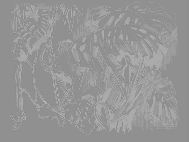 Monstera Sketch Wallpaper Mural