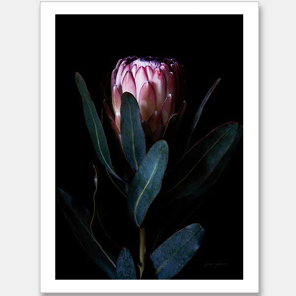 Protea Portrait Unframed Art Print